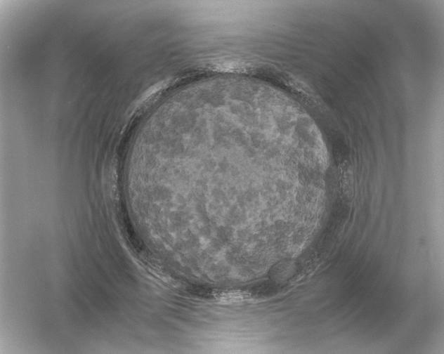 X0000054350587200508190130.png