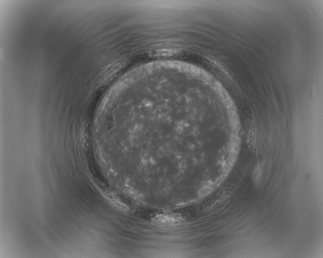 X0000054350455200508190132.png