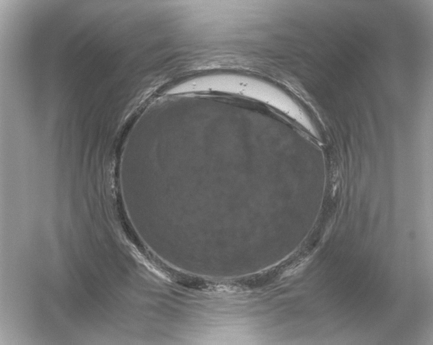 X0000054350585200508190130.png