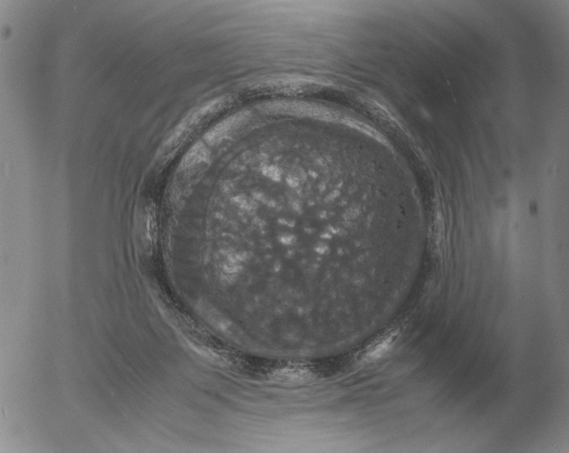 X0000054170119200508101809.png