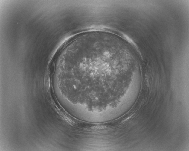 X0000054351368200508190117.png