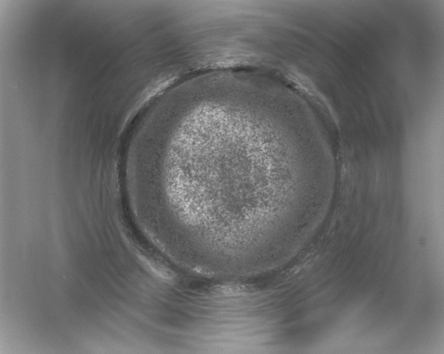 X0000054300250200508042317.png
