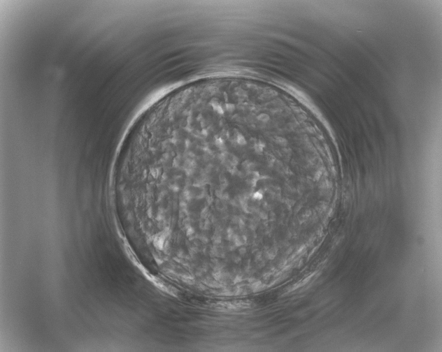 X0000054351053200508190123.png
