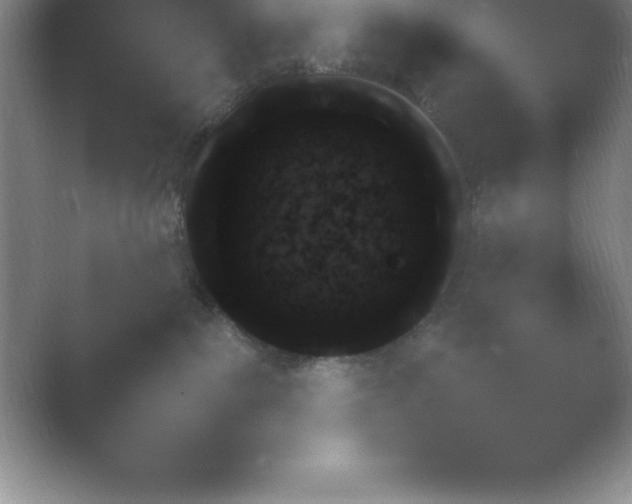 X0000054730139200508171901.png