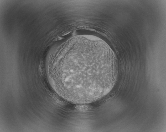 X0000055250181200509071625.png