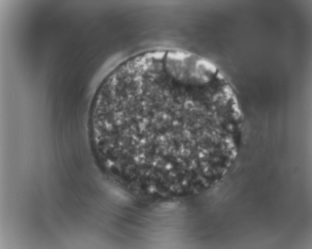 X0000053460151200508112206.png