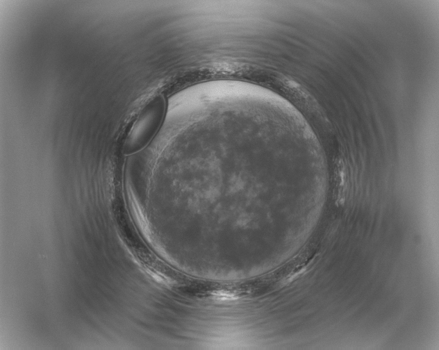 X0000054350496200508190132.png