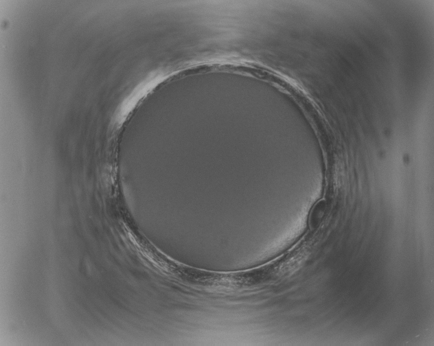 X0000054171359200508101749.png