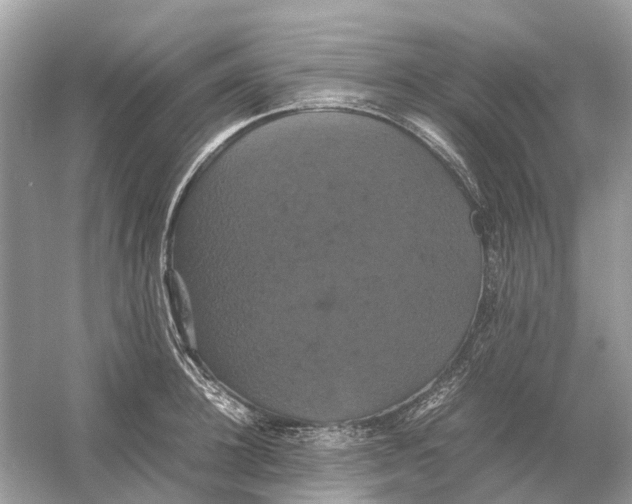 X0000054350948200508190125.png