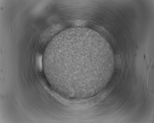 X0000054170028200508101811.png