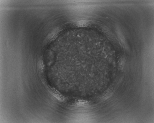 X0000053460746200508112157.png