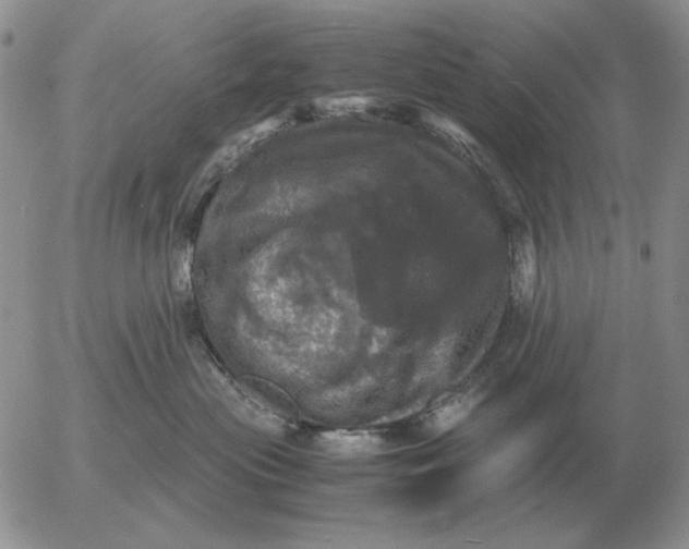 X0000054170477200508101804.png