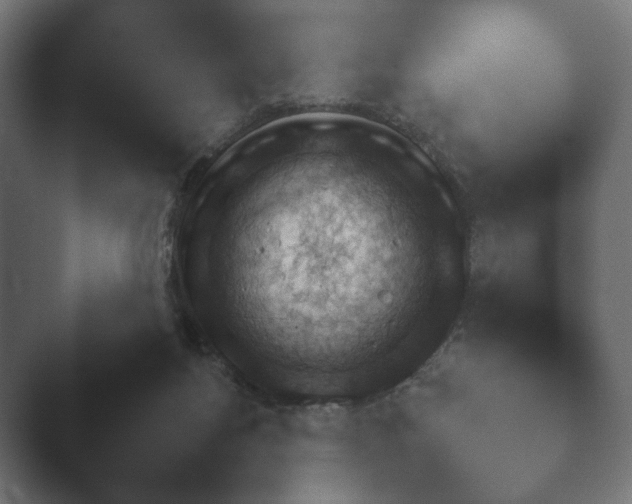 X0000048530168200503171520.png