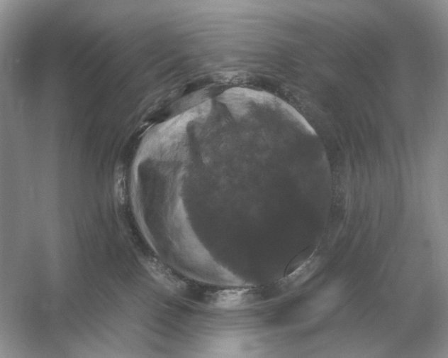 X0000054350090200508190139.png