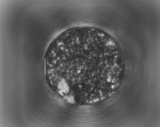 X0000053461223200508112148.png