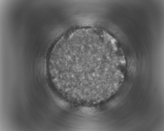 X0000053460494200508112201.png