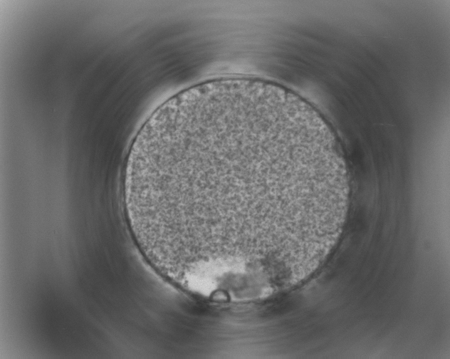 X0000053461382200508112146.png
