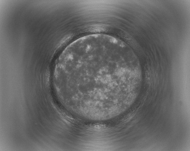 X0000054350304200508190135.png