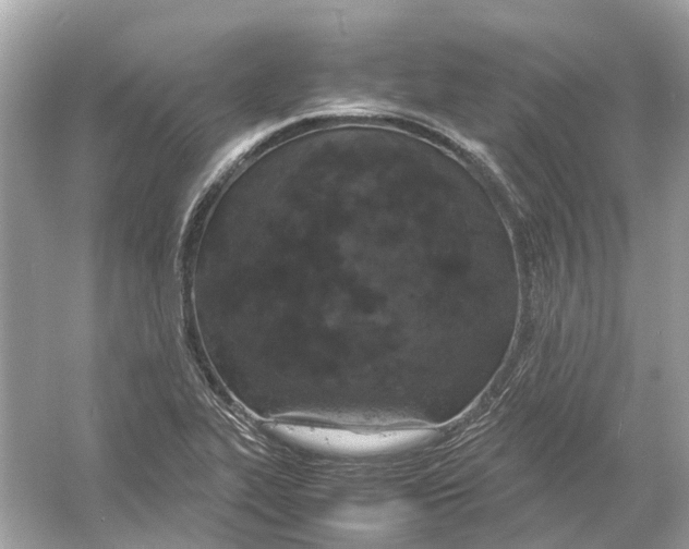 X0000054351319200508190118.png
