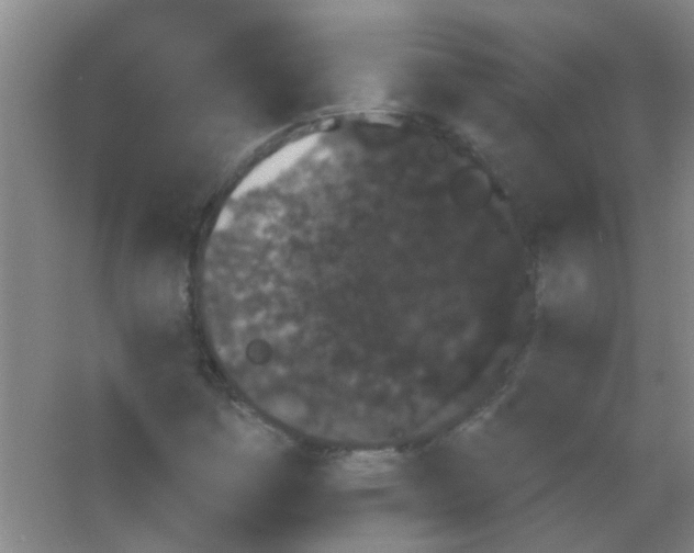 X0000053461161200508112150.png