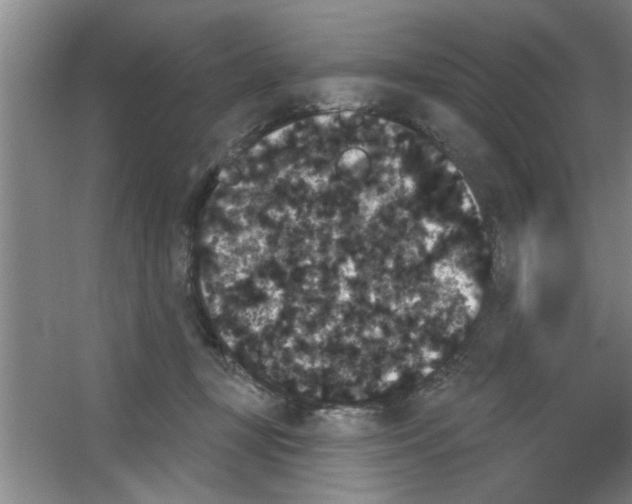 X0000053460367200508112203.png