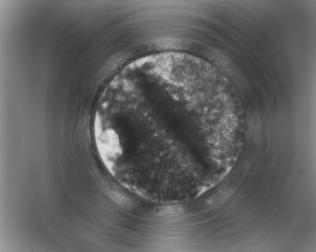 X0000053460398200508112203.png