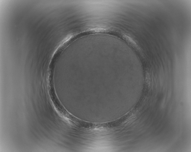 X0000054350730200508190127.png