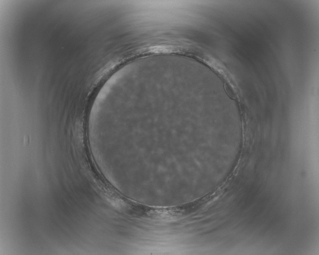 X0000054350297200508190135.png
