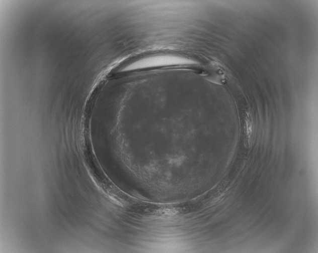 X0000054350492200508190132.png