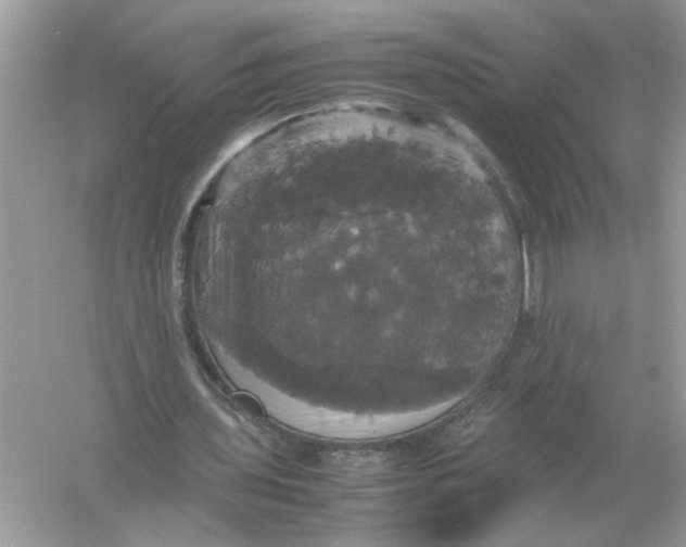 X0000054350435200508190132.png