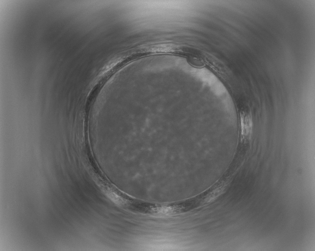 X0000054350301200508190135.png