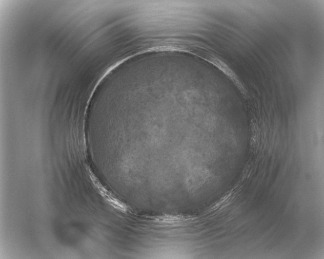 X0000054350980200508190124.png