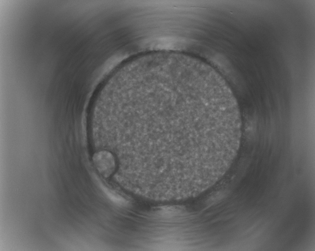 X0000053460678200508112158.png