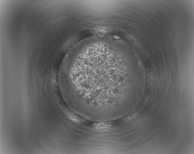 X0000054300331200508042317.png