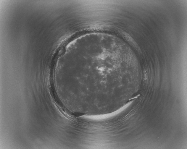 X0000054350588200508190130.png