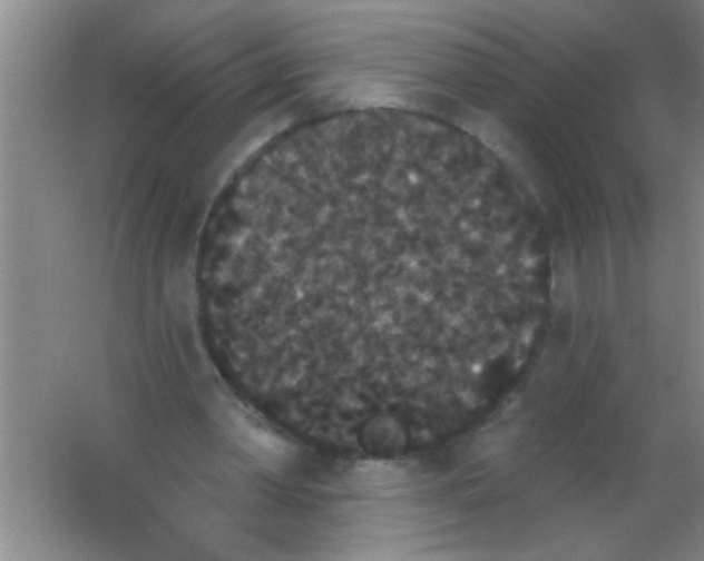 X0000053460390200508112203.png
