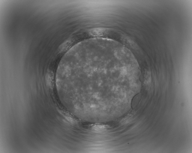 X0000054350332200508190135.png