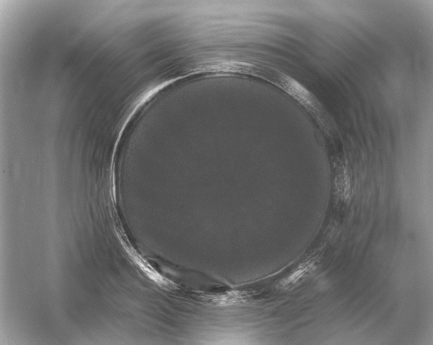 X0000054350940200508190124.png