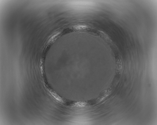 X0000054350762200508190128.png