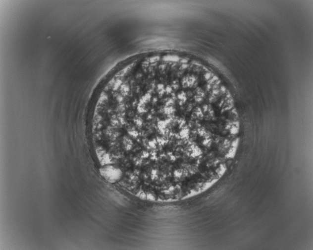 X0000053461023200508112152.png