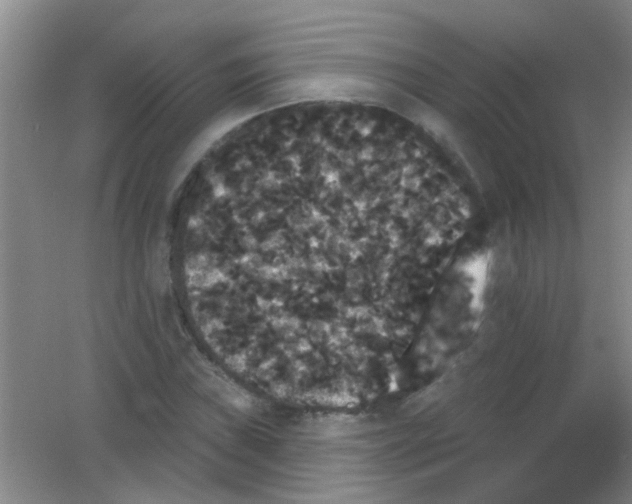X0000053461019200508112151.png