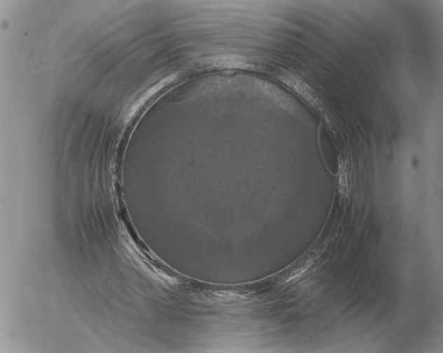 X0000054170390200508101805.png