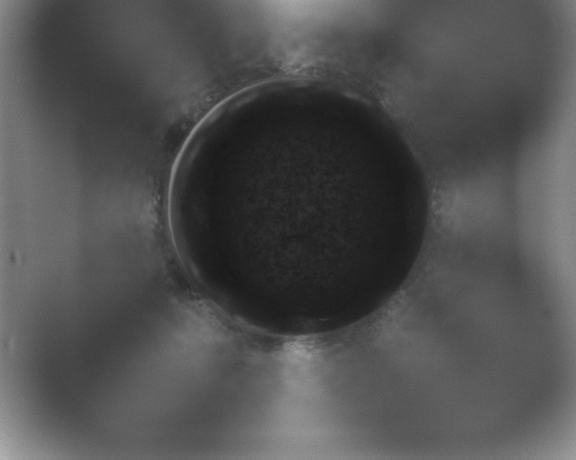 X0000054730319200508171858.png
