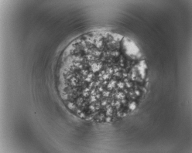 X0000053460337200508112203.png