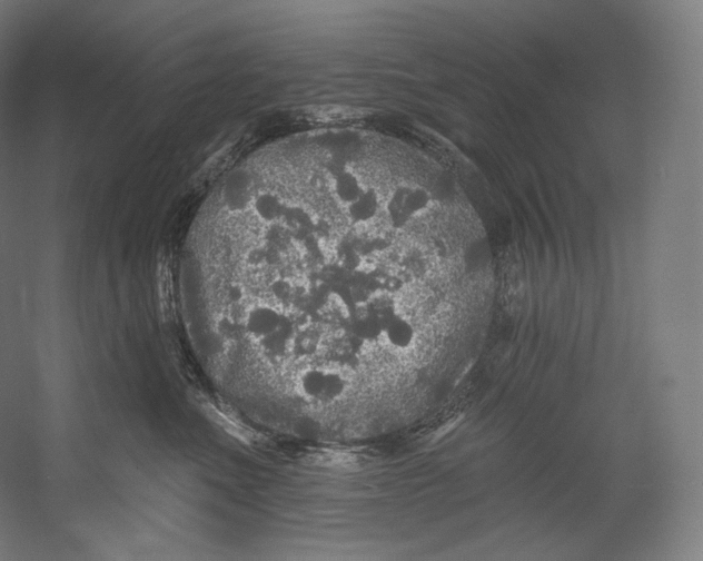 X0000055210523200508301325.png