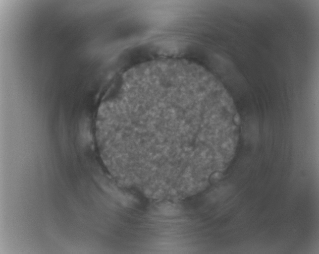 X0000053460962200508112153.png