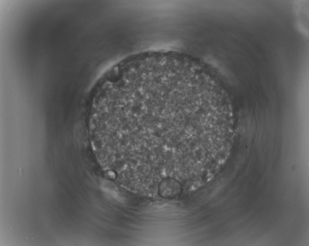 X0000053461256200508112148.png