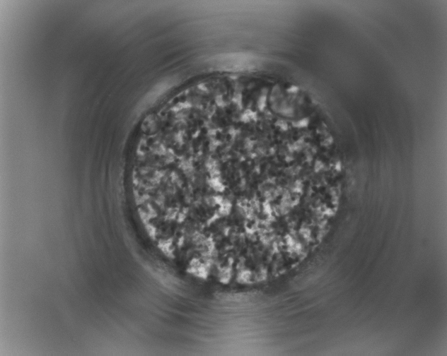 X0000053460679200508112158.png