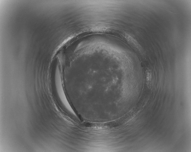 X0000054350684200508190129.png