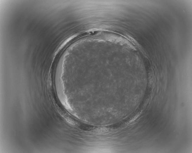 X0000054350885200508190125.png